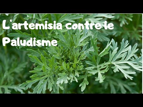 La plante d'artémisia, une solution (coût zéro) au paludisme? La plante d'artémisia, une solution (coût zéro) au paludisme?
