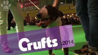 Miniature Bull Terrier | Best of Breed | Crufts 2014