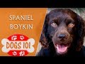 Dogs 101 - SPANIEL BOYKIN - Top Dog Facts About the SPANIEL BOYKIN Dogs 101 - SPANIEL BOYKIN - Top Dog Facts About the SPANIEL BOYKIN