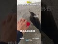 【大陸】暖心！四川一女生悉心救助受熱小鳥