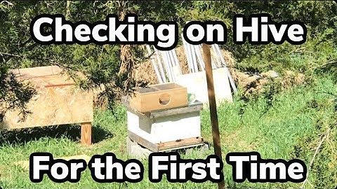 Checking on My Hive for the First Time! | General Beekeeping Video