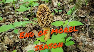 Picking The Last of Michigan Morels