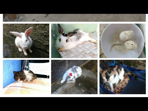 hamster care Todos os meus animais🐶🐱🐹🐰🐿🐢