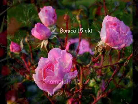Video: En Trädgård I Rosa Färg Från Vår Till Höst