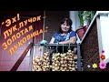 Эх!Лук,лучок-золотая луковица