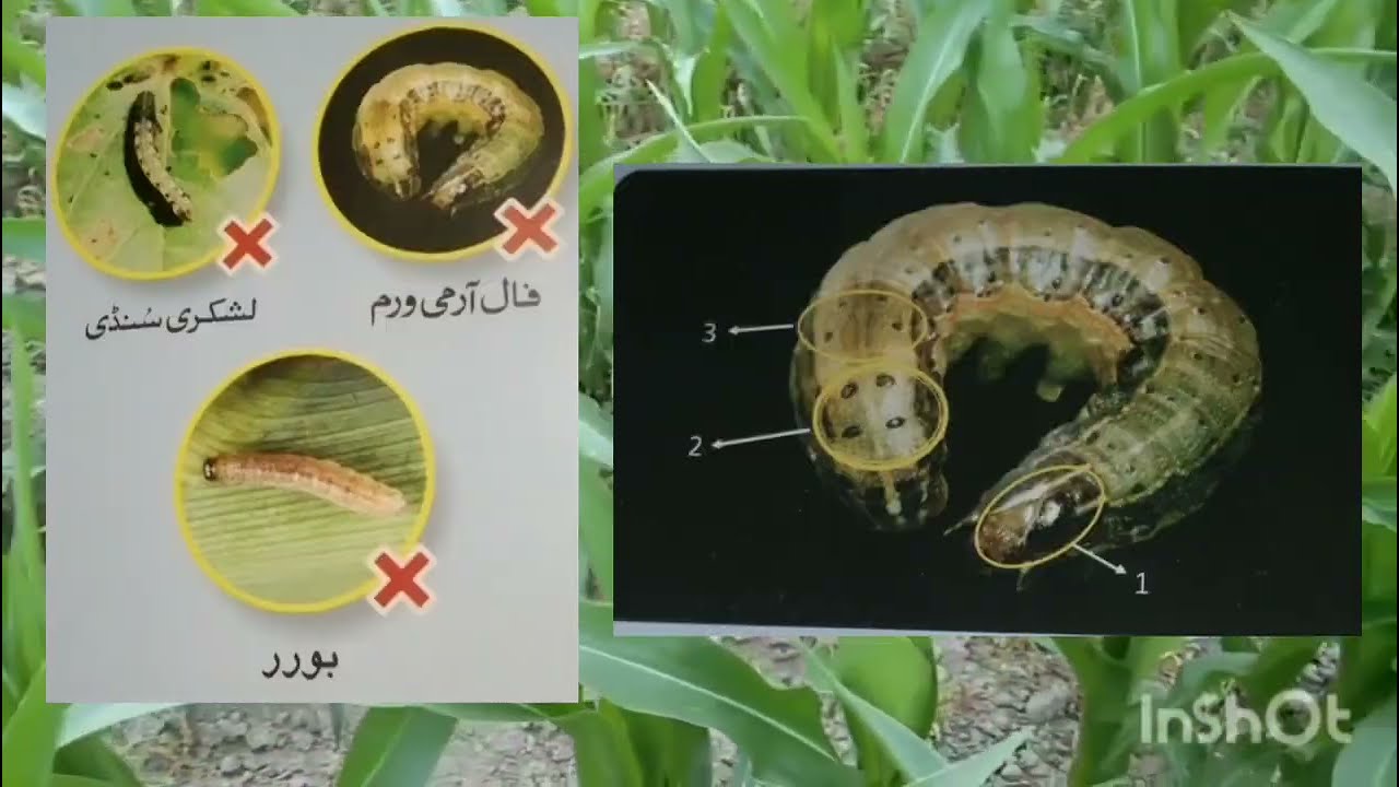 how to control fall armyworm   corn crop pest management   fall armyworm borer chemical control