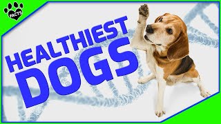 Top 10 Healthiest Dog Breeds for Longevity and Happiness  Dogs 101