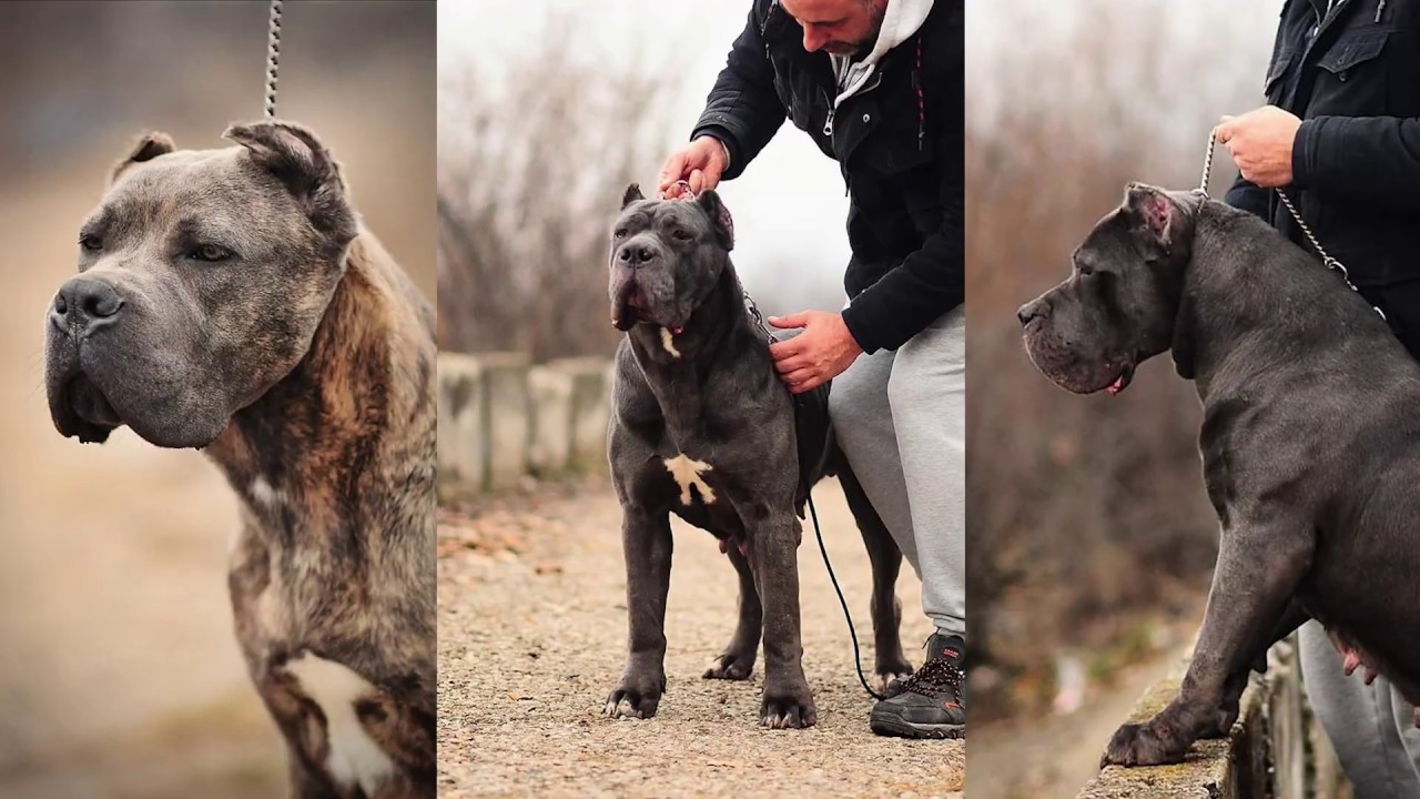 working cane corso kennels