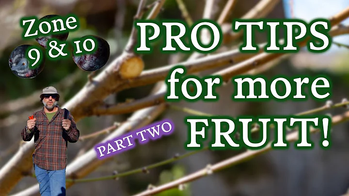 How & When To Fertilize & Spray Your Stone Fruit Trees