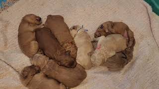 Standard sized Goldendoodles - 2 weeks old by Chattahoochee Kennels 424 views 3 months ago 2 minutes, 43 seconds