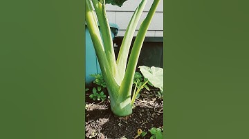 Bí quyết để có cây bạc hà( dọc mùng) nấu canh chua to bự #shorts #vuonnhalan #gardening #cuocsongmy