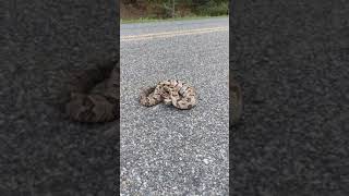 Giant Rattlesnake is MAD!  Rattlesnake Ready to Strike!  Deer Camp Productions