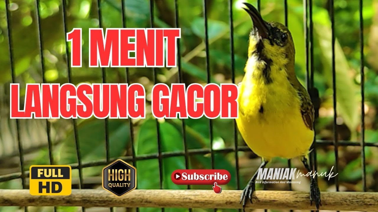 SOGON TROTOL GACOR NEMBAK MATERI  greja!! Cocok Untuk Masteran Sogon Bahan Ombyokan