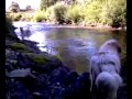 video Rečni pes tornjak