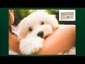 Maltese Potty Training. Housebreaking your Maltese. Maltese Potty Training Tips Maltese Potty Training. Housebreaking your Maltese. Maltese Potty Training Tips