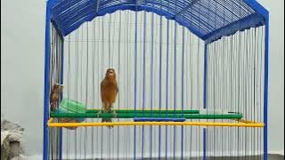 kenari cengkok duit-duit