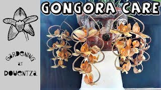 Gongora galeata Orchid - how I care for mine - YouTube
