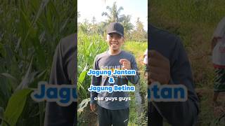 Ternyata ada jagung jantan & Jagung Betina 😍 #jagung