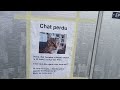 Urgence un chat a disparut alors sil vous plait faite en sorte de faire circuler la vido