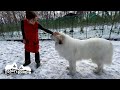 食パン盗難事件発生！状況証拠からアラン容疑者（6歳）がほぼ犯人か？　Great Pyrenees　グレートピレニーズ