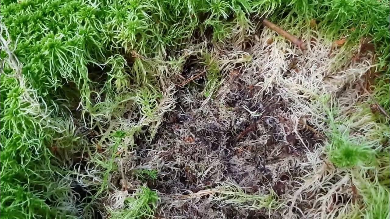 Мох сфагнум для растений. Сфагнум обладает способностью поглощать и удерживать влагу. Бактерицидное вещество сфагнума. Сфагнум применение. Мох и мох сфагнум.