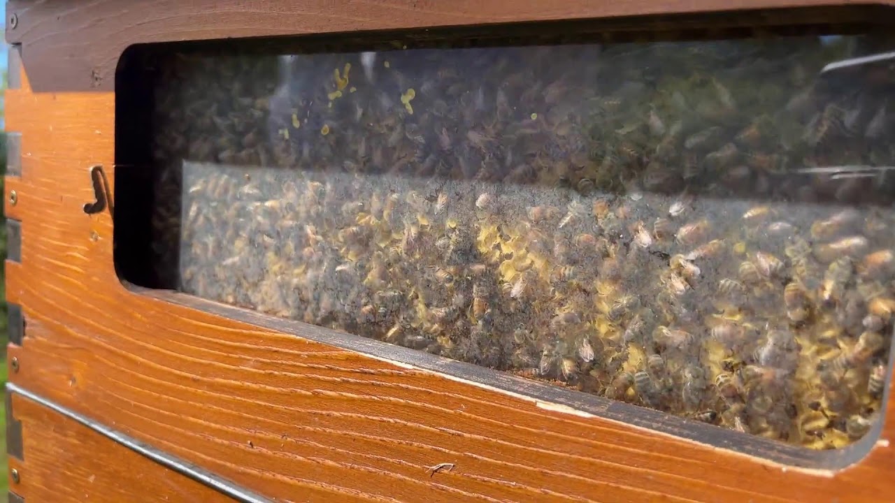 Bees will rob the honey, It wont work!