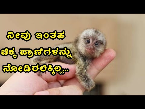 MOST AMAZING TINY ANIMALS IN THE WORLD/ಜಗತ್ತಿನ ಅತ್ಯಂತ ಕುಬ್ಜ ಪ್ರಾಣಿಗಳು/IN KANNADA