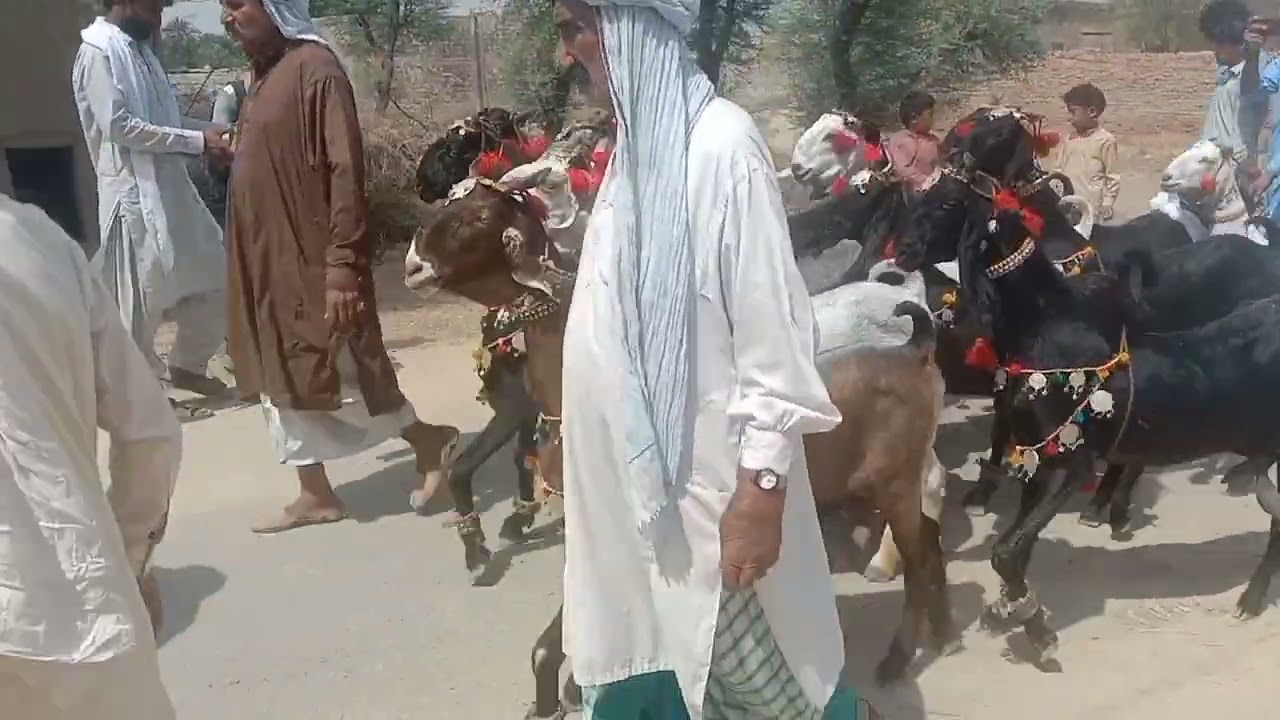 Nachi Dancing Goats # Goat mela Show #