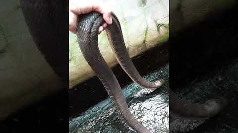 Quốc Lâm TV - Rắn Ri Cá Sinh Sản To Khủng 😱😱