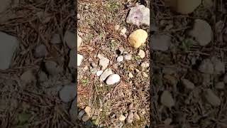 cool rocks too! pink quarts is so pretty!