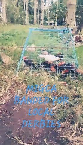 Candidate for local banding-Mindanao Gamefowl & Cocker's Alliance (MIGCA)#gamefowlbreederinlanao