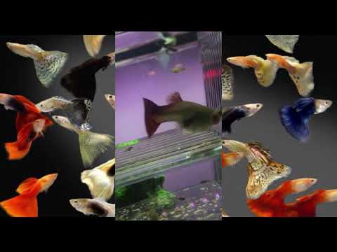 فيديو: سمكة بوبير: غوبي في المياه العذبة