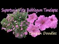 Supertunia Vista Bubblegum - A Timelapse Journey