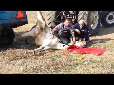 Tekirdağ  yağcılar köyü   Kurban kesimi