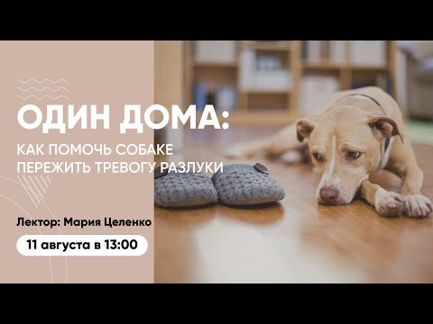 Один дома: как помочь собаке пережить тревогу разлуки. Вебинар Школы «Хвост Ньюс»