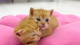 Ginger kittens find it hard to sleep without their mother cat