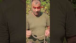 Boynuzlu Engerek Yilani