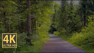 Sunny Forest Vibes Nature Walk 4K (With Ambient Nature Sounds And Music)