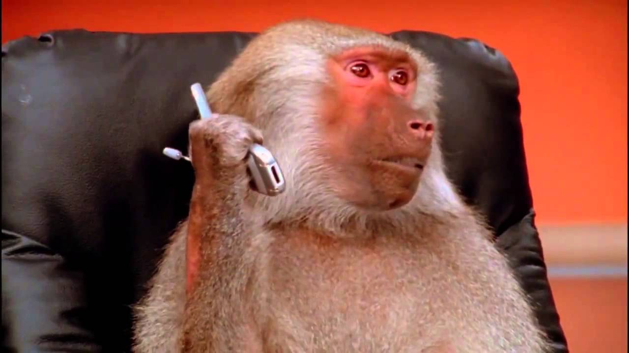 Vigour Gazoo......Pawg Alert... Do U watch The Monkey