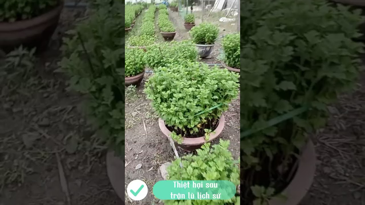 Hành trình trồng hoa cúc Tết 2026@BìnhĐoàn-u4w 