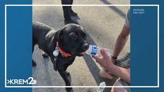Spokane firefighters rescue man and dog stranded on riverbank near Riverfront Park