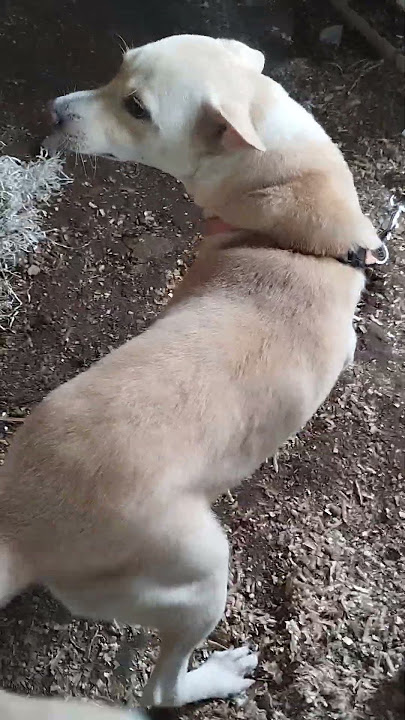gusto paugay ija itlog