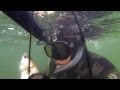 Подводная охота в Дагестане 2014г