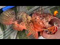 Tuto Pour La Pêche En Dérive Du Chapon Tuto Pour La Pêche En Dérive Du Chapon