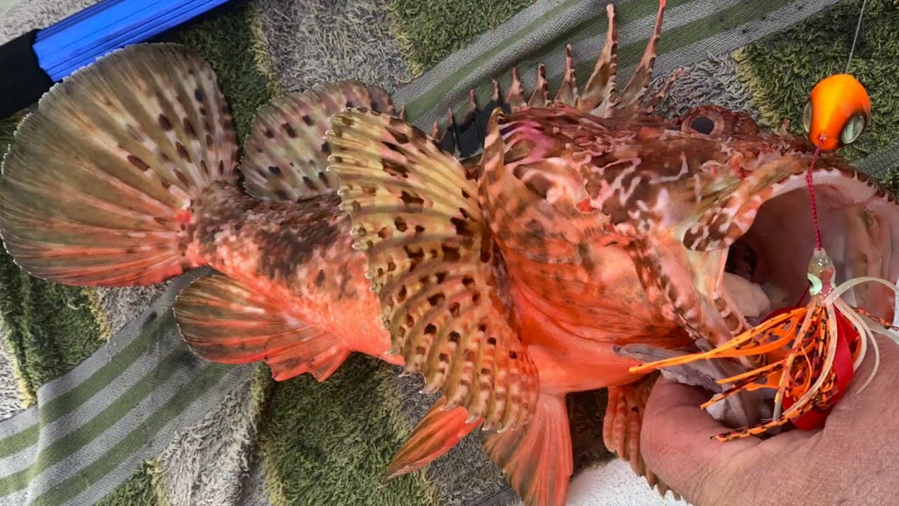 Tuto pour la pêche en dérive du chapon
