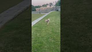 Smart Skye  #puppy #dog #viral #doglover #merlebully #shorts #training