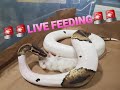 Pied Ball Python ** LIVE FEEDING**