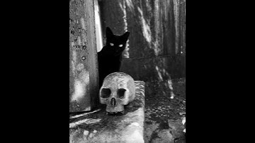 سورة الإخلاص بصوت مشاري راشد العفاسي. #allah #like #islam