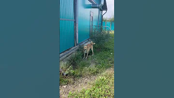 Хулиганистая Златка с чумазым носом совсем не хочет делиться своим кладом абакан ищудом Dogs 
