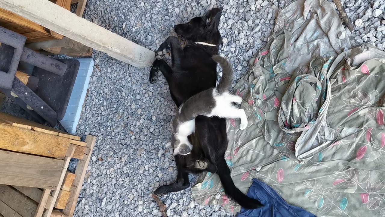 Le chaton Simba qui prend la chienne pour sa maman🤔🤔🤔😂🤣